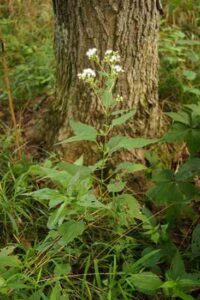 White Snakeroot: A Plant Toxic to Your Goats and Yourself Image